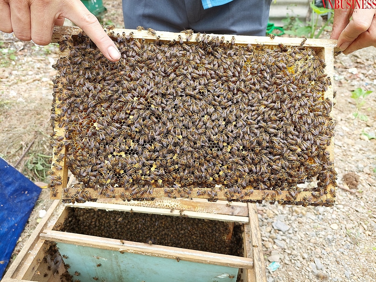 Anh Bắc hướng dẫn PV cách phân biệt ong thợ và ong chúa.