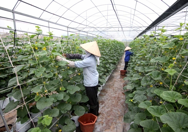 Kiểm toán sẽ giúp các HTX có phương án và kế hoạch sản xuất cụ thể hơn.