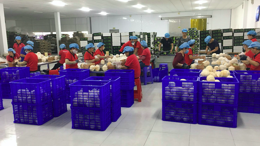 Xuất khẩu dừa sang Mỹ gặp khó vì quy định phải gọt hết vỏ.