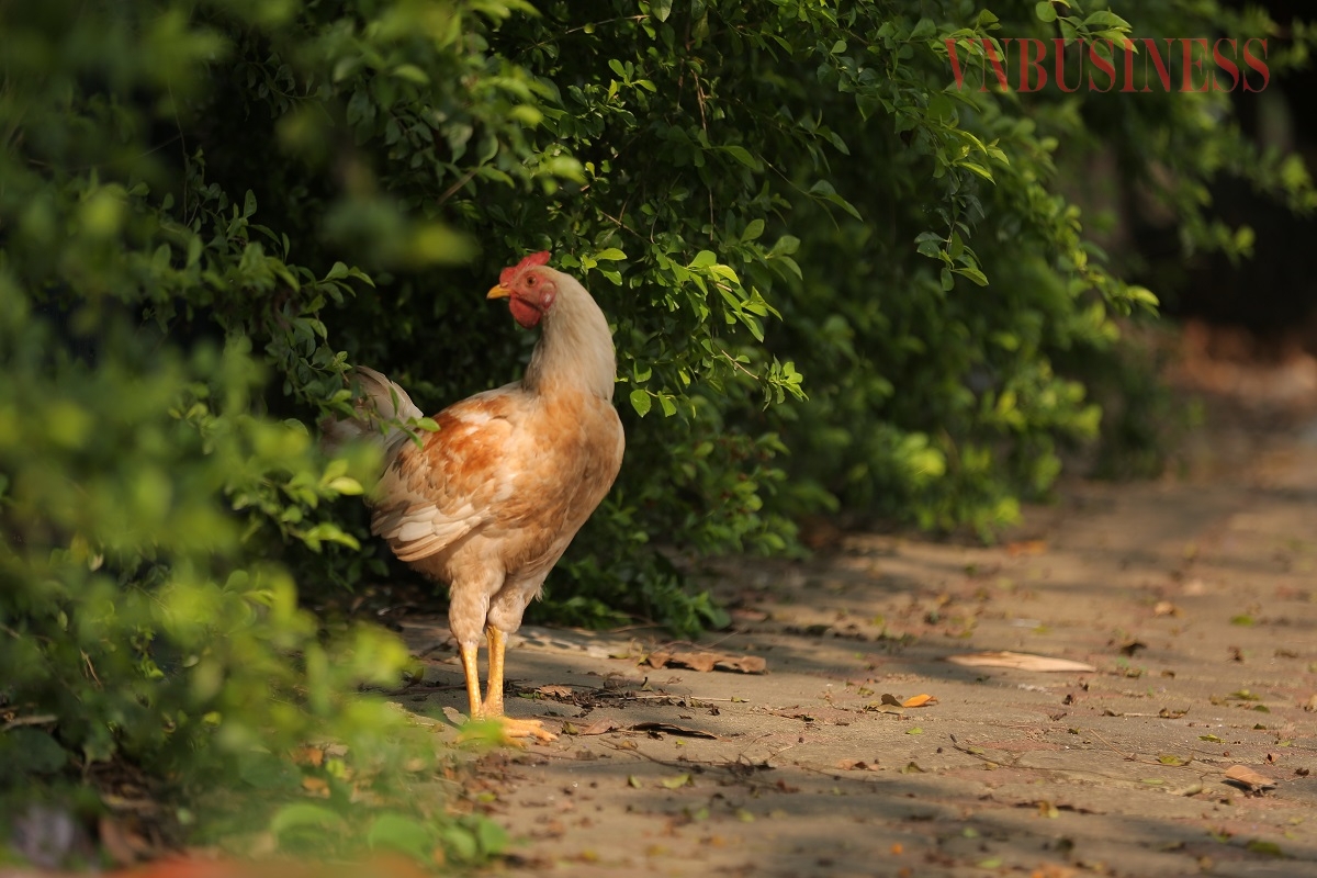 Thậm chí công viên còn được tận dụng để... nuôi gà.