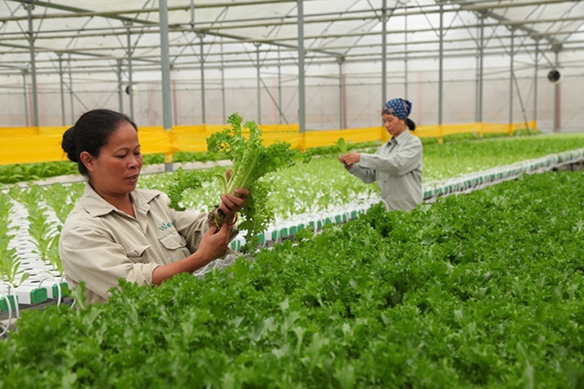 Cơ chế chính sách cho HTX cần thông thoáng, phù hợp với kinh tế thị trường.