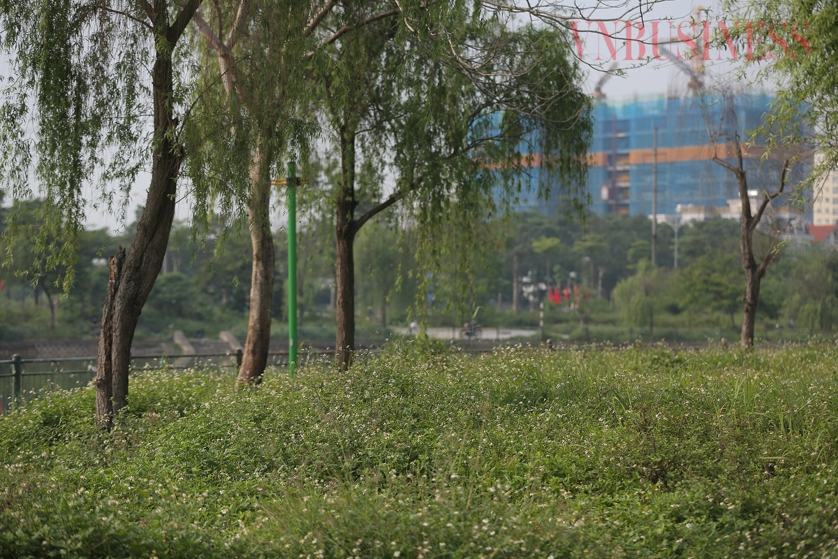 Cỏ dại mọc um tùm trong khuôn viên công viên.