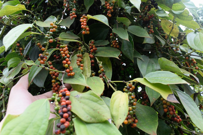 Giá hồ tiêu cao nhất là 80.000 đồng/kg.