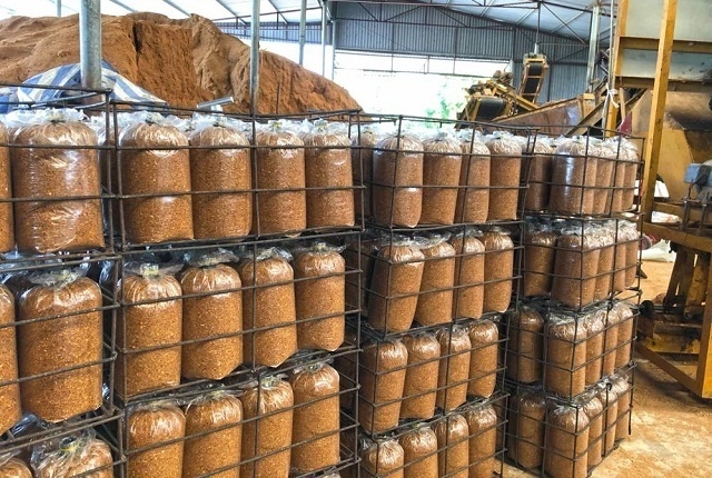 Nhiều mô hình trồng nấm của HTX đã ra đời, giúp giảm thiểu môi trường từ đốt rơm rạ, góp phần phát triển nông nghiệp bền vững.