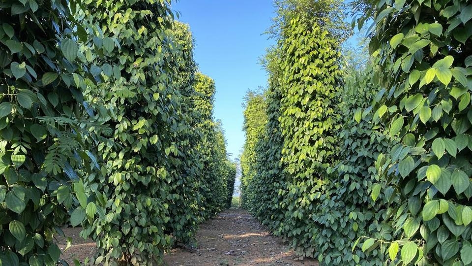 Vụ thu hoạch tiêu ở Việt Nam đã kết thúc.