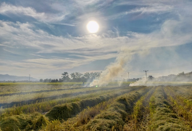 Đốt rơm gây ô nhiễm môi trường nghiêm trọng.