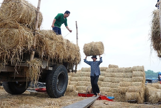 Rơm sau khi cuốn vừa có giá trị kinh tế, vừa giúp nông nghiệp phát triền bền vững.