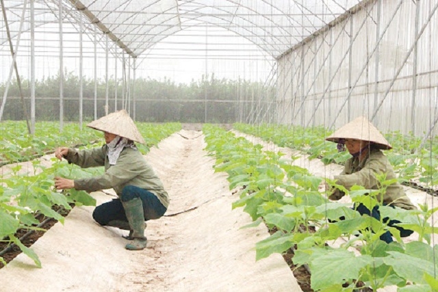 Ứng dụng công nghệ số trong nông nghiệp đem lại nhiều lợi ích, làm tăng sản lượng nông sản, tạo số lượng hàng hóa lớn với chất lượng cao.