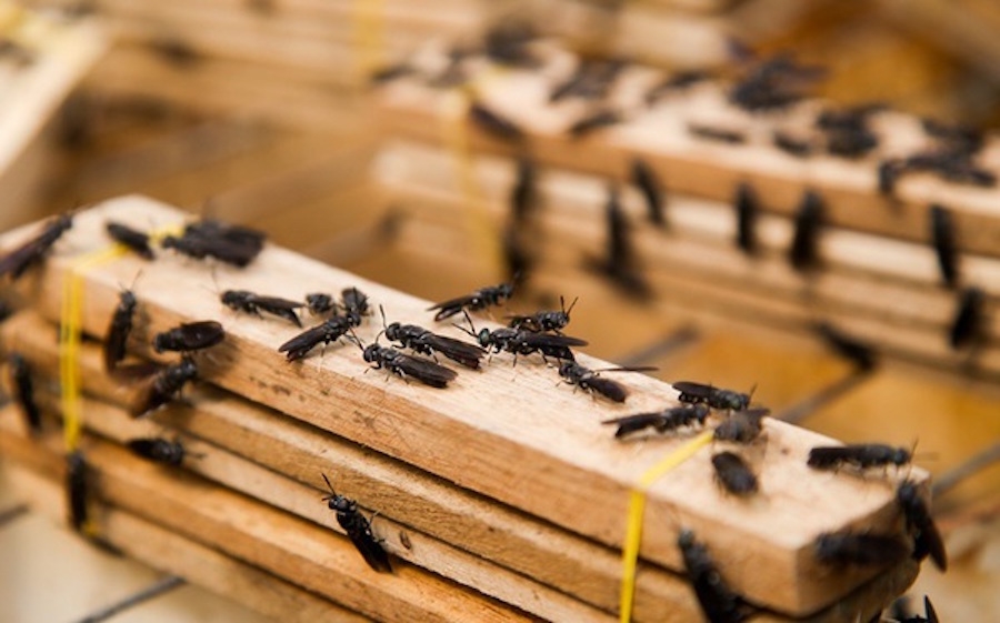 Nuôi ruồi lính đen để sản xuất thức ăn chăn nuôi.