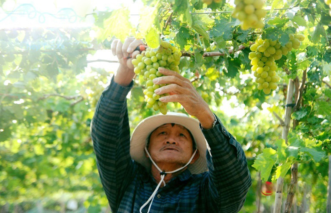 Sản xuất sạch là chìa khóa giúp HTX giảm thiểu chi phí, tăng chất lượng sản phẩm, thu hút người tiêu dùng.