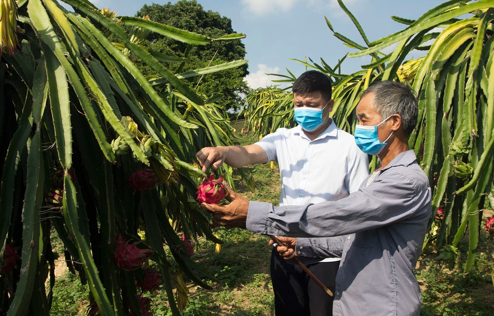 Thanh long loại 1 bán được 27.000 đồng/kg nhưng rất ít hàng để bán.