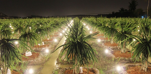 Sản xuất công nghệ cao, gắn với bảo vệ môi trường đang được nhiều HTX trồng thanh long ở Bình Thuận ứng dụng hiệu quả.