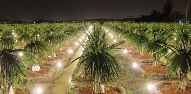 Sản xuất công nghệ cao, gắn với bảo vệ môi trường đang được nhiều HTX trồng thanh long ở Bình Thuận ứng dụng hiệu quả.