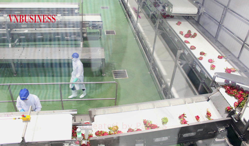 Việc đầu tư kho lạnh phục vụ bảo quản, chế biến cho trái thanh long vẫn chủ yếu là ở những DN có tiềm lực về vốn, còn với đa phần DN nhỏ và vừa, các HTX vẫn là thách thức lớn.