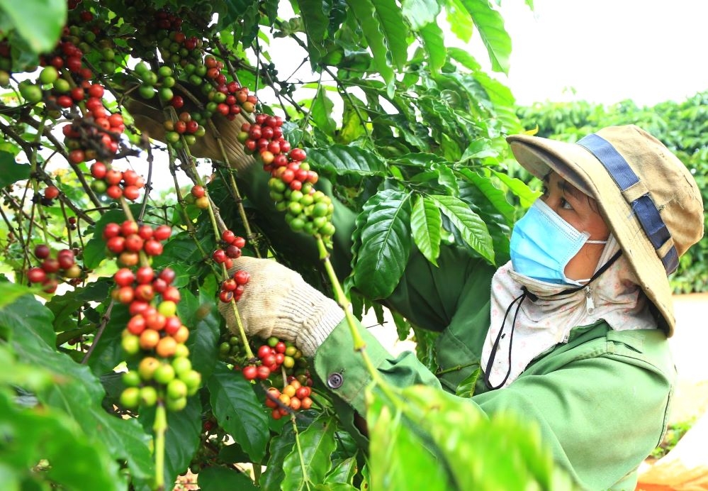 Hợp tác xã được thành lập theo Luật Hợp tác xã được hỗ trợ tối đa 20% phí bảo hiểm nông nghiệp (Ảnh: Int)