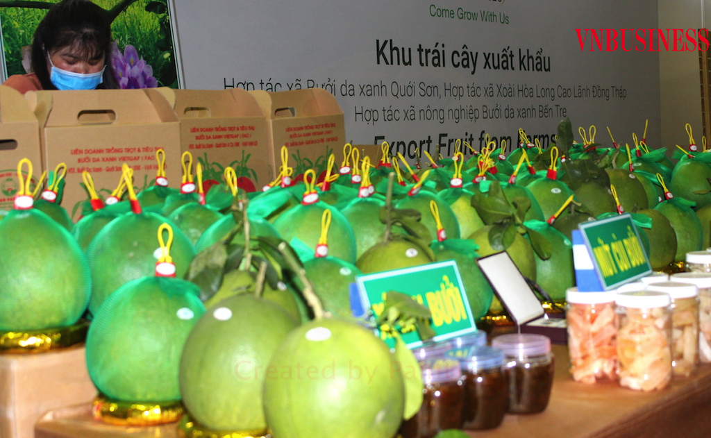 Nhiều HTX mong được đưa quả bưởi da xanh XK vào những thị trường khó tính như Mỹ, EU.