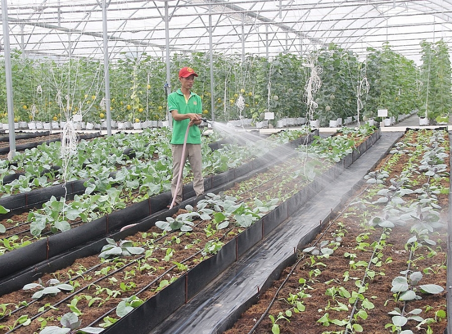 Một số quy định trong Luật Đất đai đang là rào cản cho các HTX khi tích tụ đất để thực hiện sản xuất theo hướng hàng hóa, quy mô lớn.