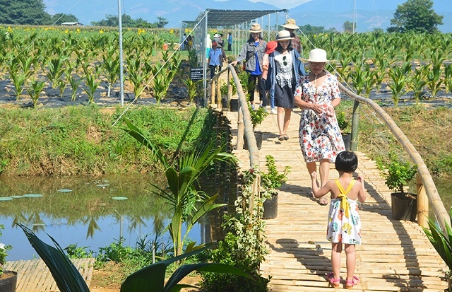 Các HTX đang quyết tâm đưa Quảng Nam sớm trở thành trung tâm du lịch xanh của cả nước.