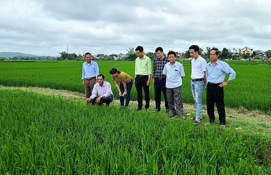 HTX Nông Nghiệp Ái Nghĩa được Sở NN&PTNT Quảng Nam chọn khảo sát, lựa chọn thực hiện thí điểm mô hình nông nghiệp chuyển đổi số.