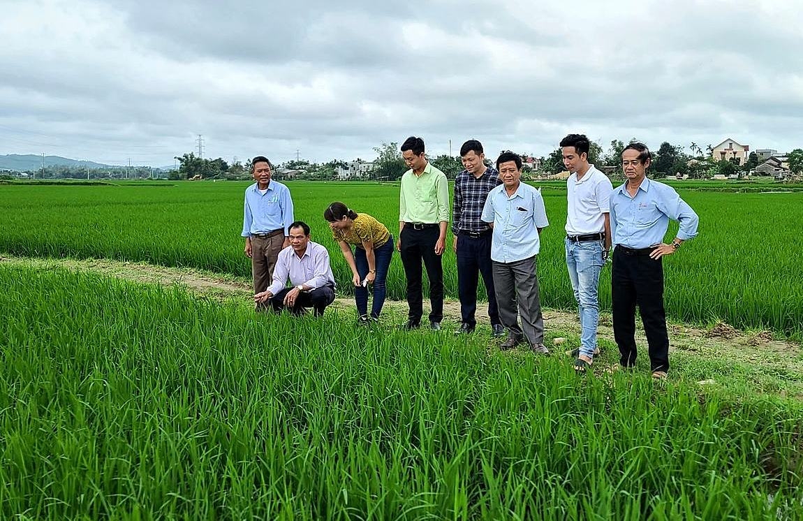 HTX Nông Nghiệp Ái Nghĩa được Sở NN&PTNT Quảng Nam chọn khảo sát, lựa chọn thực hiện thí điểm mô hình nông nghiệp chuyển đổi số.