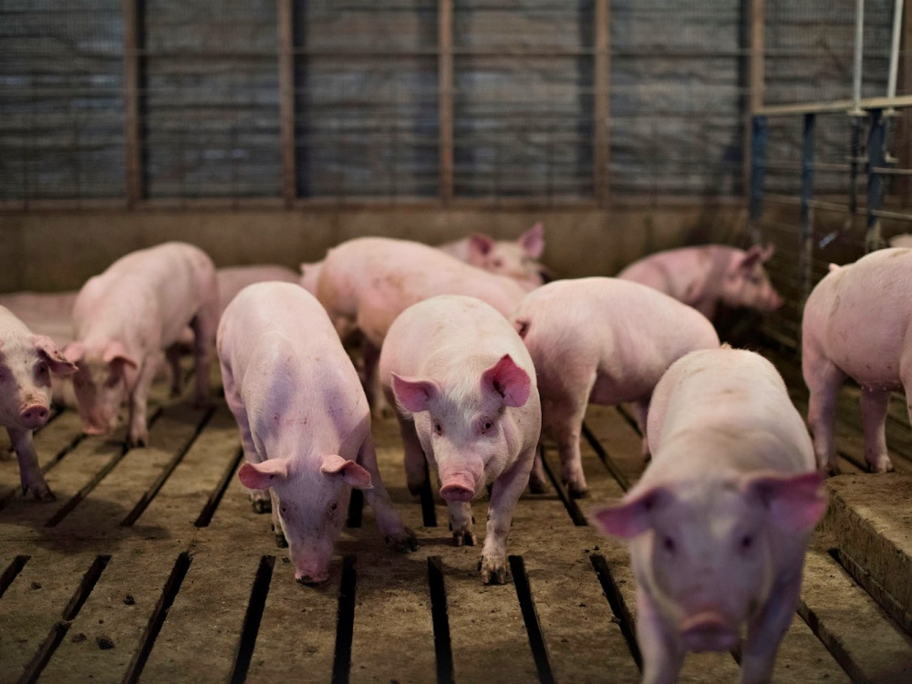 Giá lợn hơi vẫn chưa bảo đảm cho người chăn nuôi có lãi.