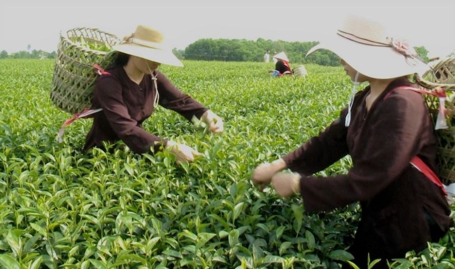 Có nhiều mô hình trên các lĩnh vực chuyển đổi số, kinh tế tuần hoàn, kinh tế nông nghiệp gắn với biến đổi khí hậu, phát triển du lịch nông thôn gắn với phát triển làng nghề... là một trong những tiêu chí thi đua xây dựng nông thôn mới (Ảnh: Int)