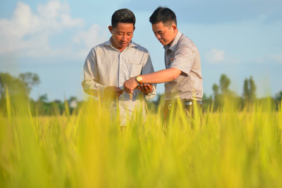 Gạo Việt Nam vẫn loay hoay trong việc xây dựng thương hiệu ở thị trường châu Âu.