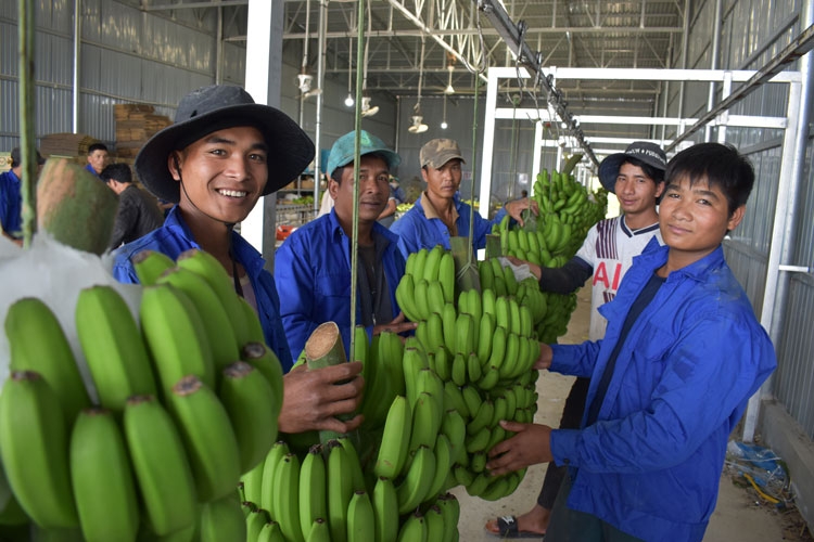 Nếu có nhiều mô hình liên kết trong sản xuất, chế biến, tiêu thụ nông sản sẽ thúc đẩy tái cơ cấu ngành nông nghiệp.