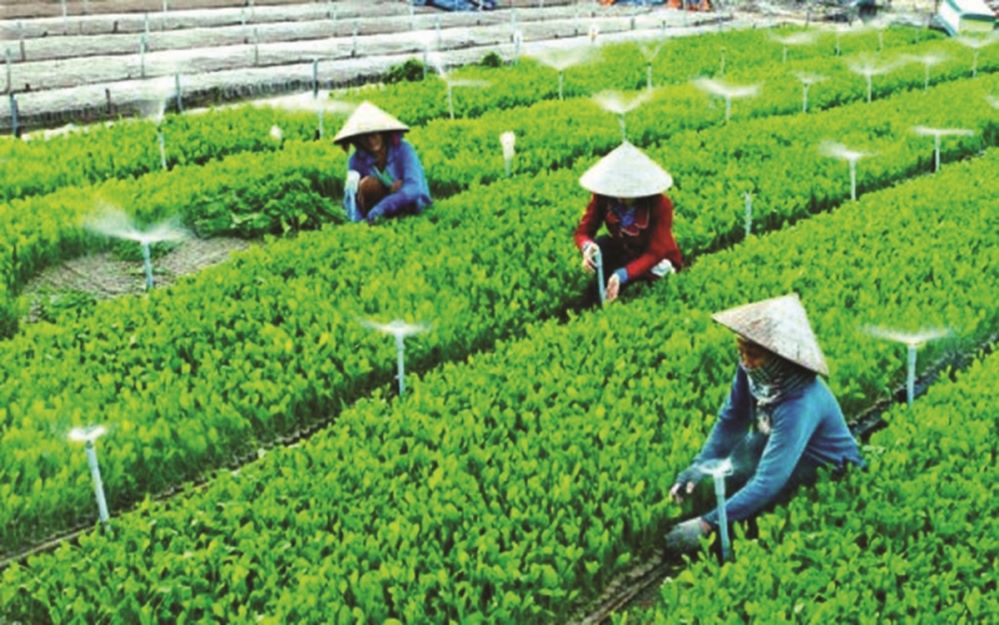 300 nông dân tiêu biểu đại diện cho 12 triệu hộ hội viên nông dân cả nước sẽ tham dự Hội nghị (Ảnh minh họa: Int)