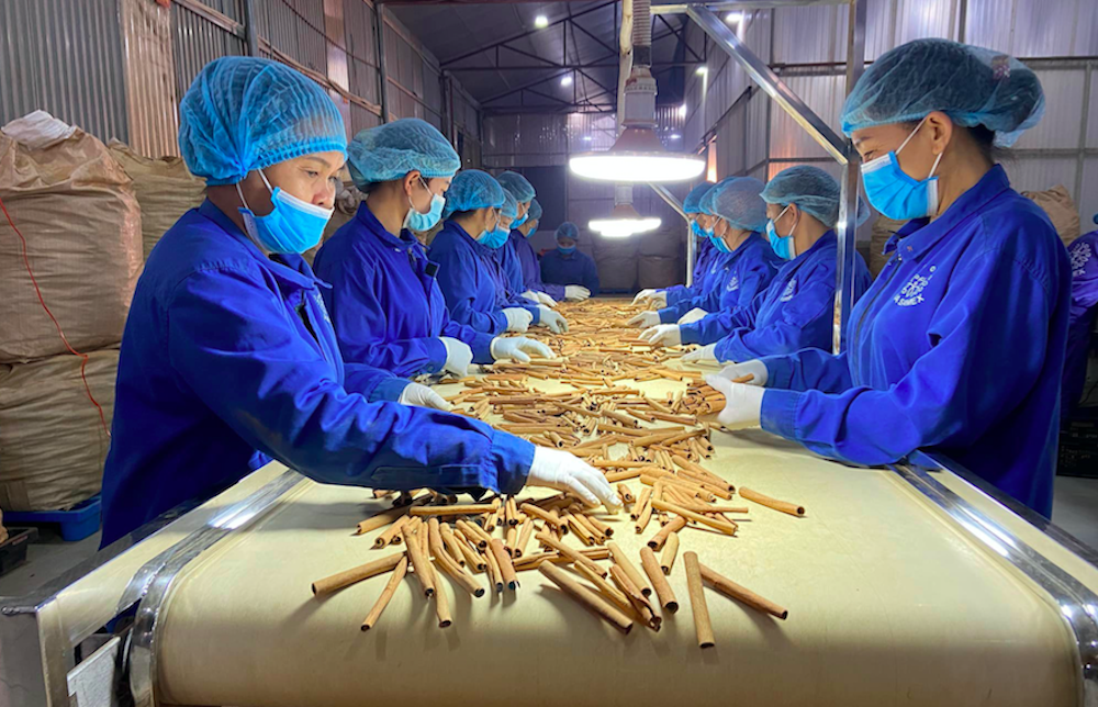 Vinasamex đưa sản phẩm quế, hồi Việt Nam đến thị trường Mỹ, EU nhờ sản xuất gắn với tiêu chuẩn xanh