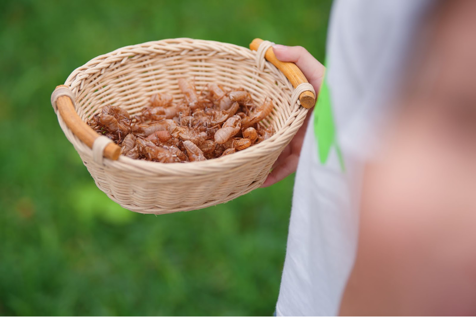 Hệ sinh thái động vật sinh sống, cư ngụ tại Ecopark đa dạng giúp trẻ được mở mang kiến thức.