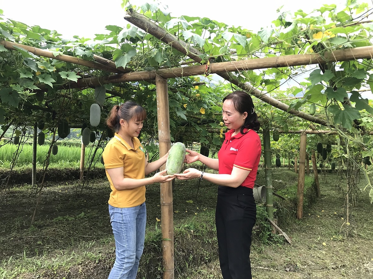 Đại diện WinCommerce làm việc cùng bà con tại Vườn bí xanh thơm Bắc Kạn.