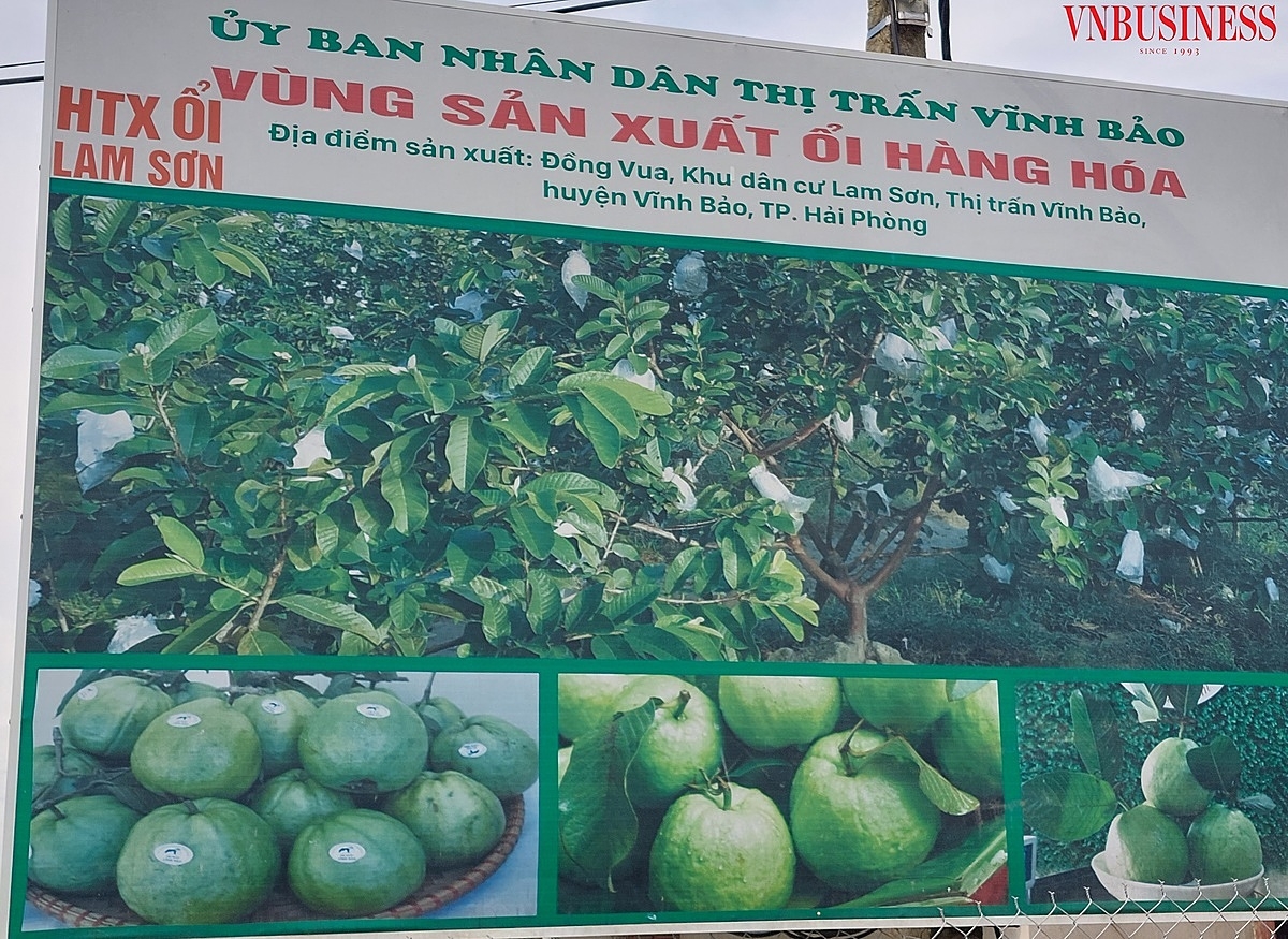 2 yếu tố then chốt quyết định chất lượng ổi lê Lam Sơn là chất đất và giống cây.