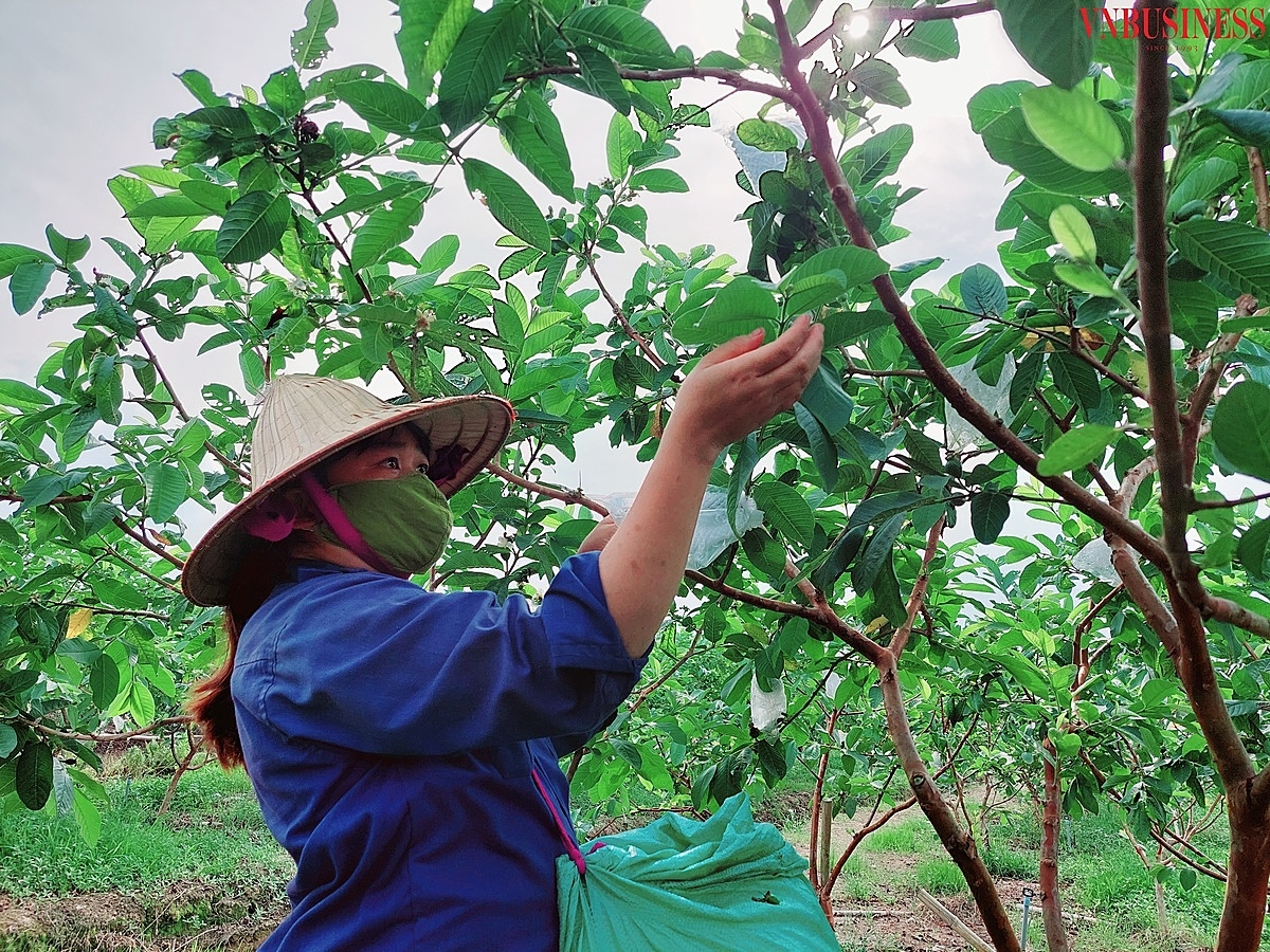 Chị Thảo đang tuyển quả.