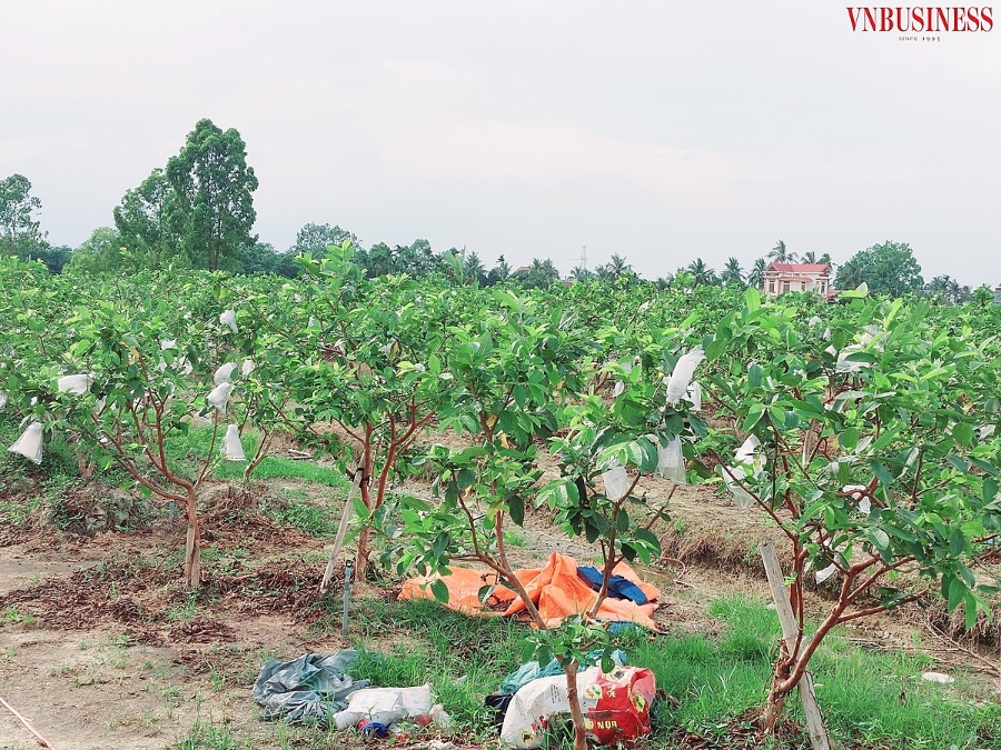 Từ 70 gốc ổi chiết ban đầu, nay gia đình bác Mạnh có khoảng 10 mẫu trồng ổi.