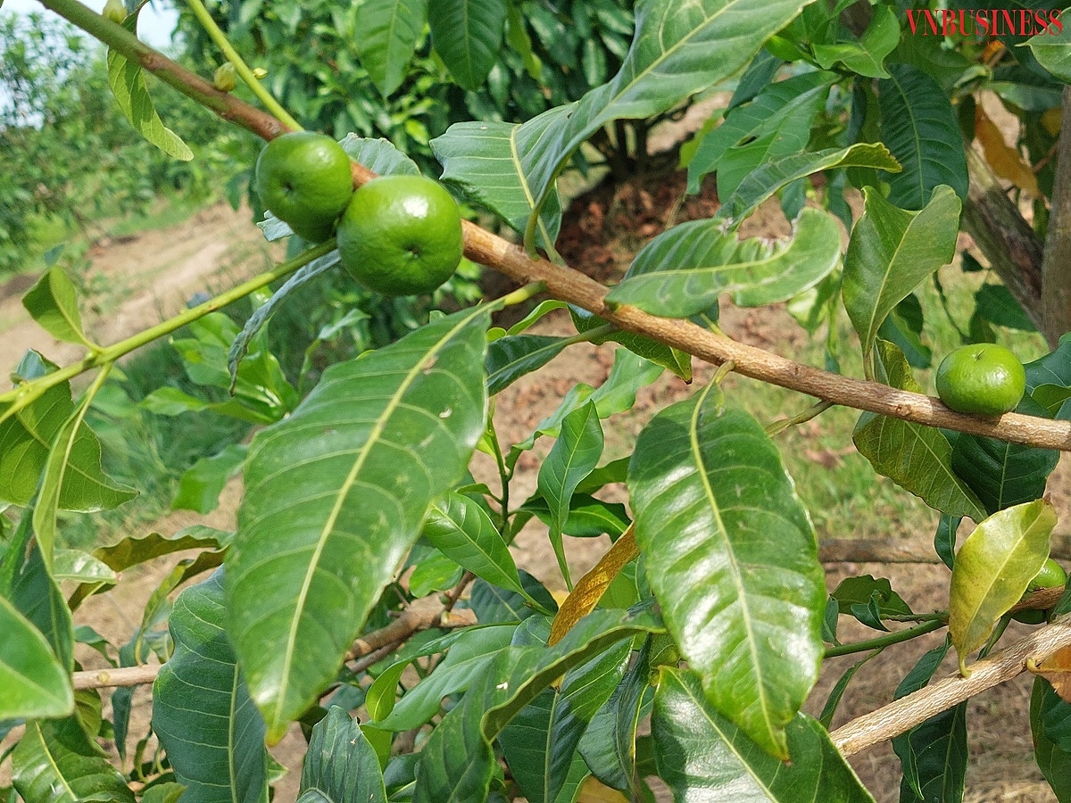 Vú sữa Hoàng Kim đang vào dịp trổ hoa, kết quả.