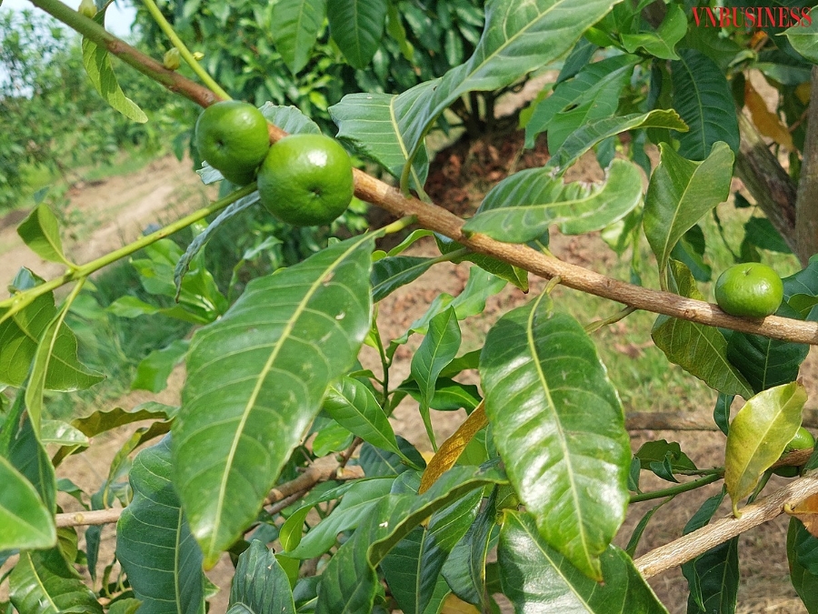 Vú sữa Hoàng Kim đang vào dịp trổ hoa, kết quả.