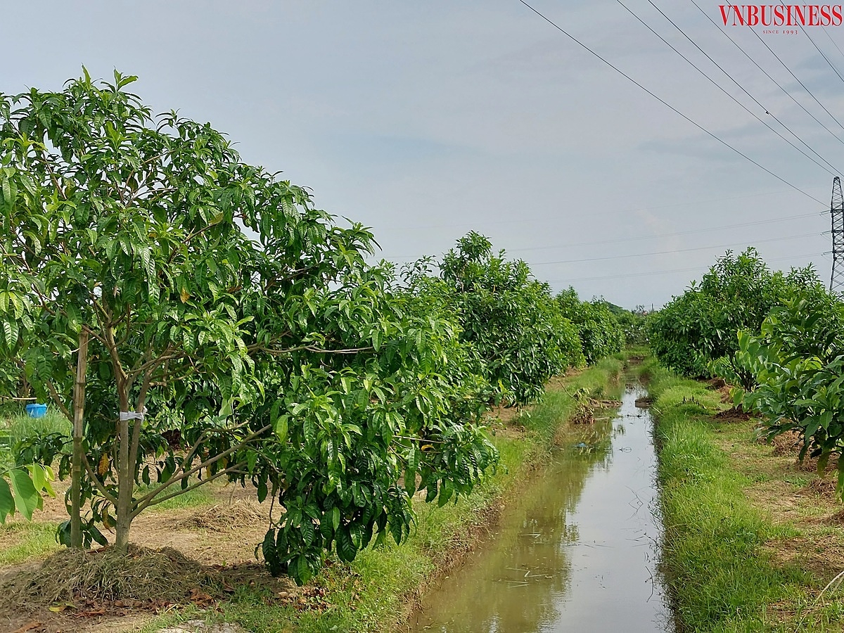 Mỗi gốc vú sữa Hoàng Kim được người trồng cây tại Hải Phòng săn lùng trả giá 4 - 5 triệu đồng / gốc, nhưng anh Hùng không bán mà để thu trái mỗi năm.