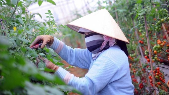 Sản xuất theo hướng xanh, sạch cần rất nhiều vốn và thời gian mới cho trái ngọt.