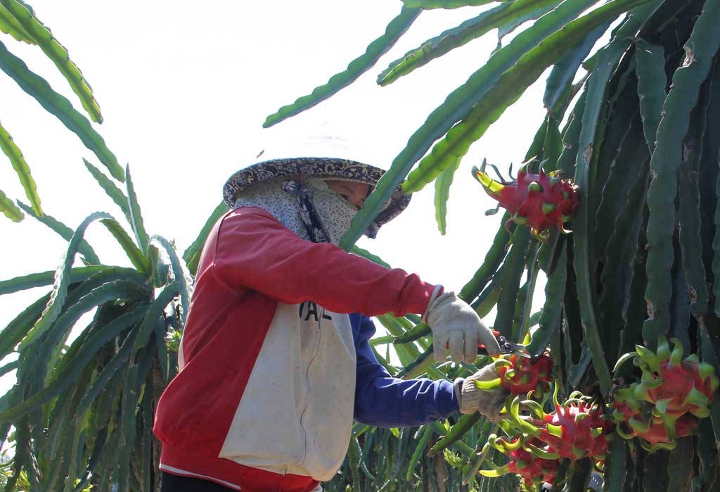 HTX nông nghiệp là lĩnh vực bị ảnh hưởng nặng nề bởi dịch Covid-19 nên rất muốn nhanh nhận được chính sách hỗ trợ.