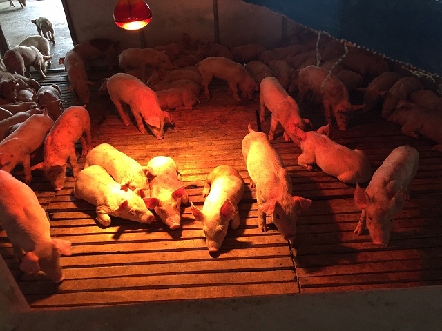 Ứng dụng công nghệ sinh học vào sản xuất giúp nâng cao năng suất, giá trị sản phẩm, góp phần tăng thu nhập cho nông dân.