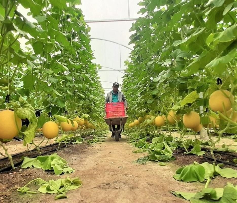 Chính sách tích tụ ruộng đất đang là một bài toán đặt ra (Ảnh minh họa).