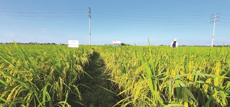 Chúng ta chưa có một khung pháp luật chính thống điều chỉnh cho loại hình này.