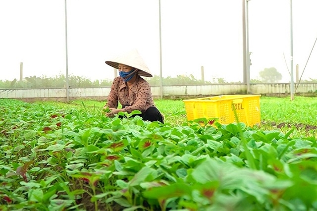 Số lượng các HTX tiếp tục tăng lên, mang lại nhiều lợi ích cho thành viên và người dân Thủ đô.