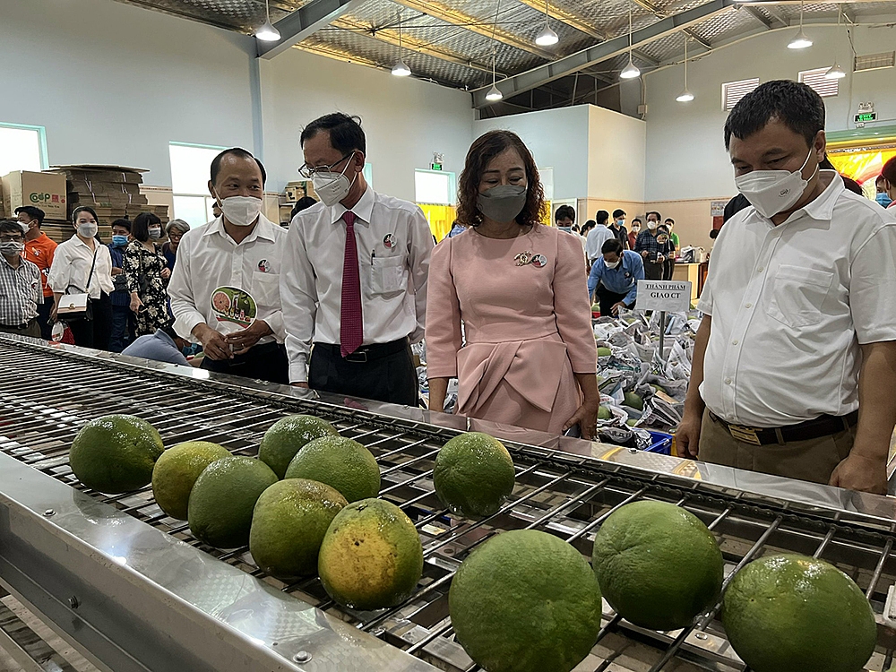 Sơ chế bưởi tại HTX bưởi da xanh Bến Tre.