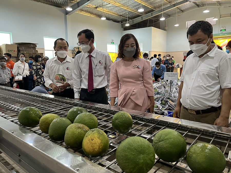 Sơ chế bưởi tại HTX bưởi da xanh Bến Tre.