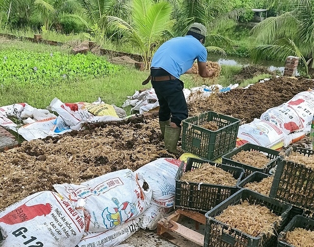 Xử lý phụ phẩm từ cây chuối thành mùn hữu cơ để bón cho cây trồng.