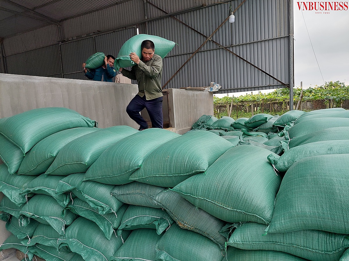 Thóc sau khi sấy sẽ được đóng bao chuyển lại cho nông dân.