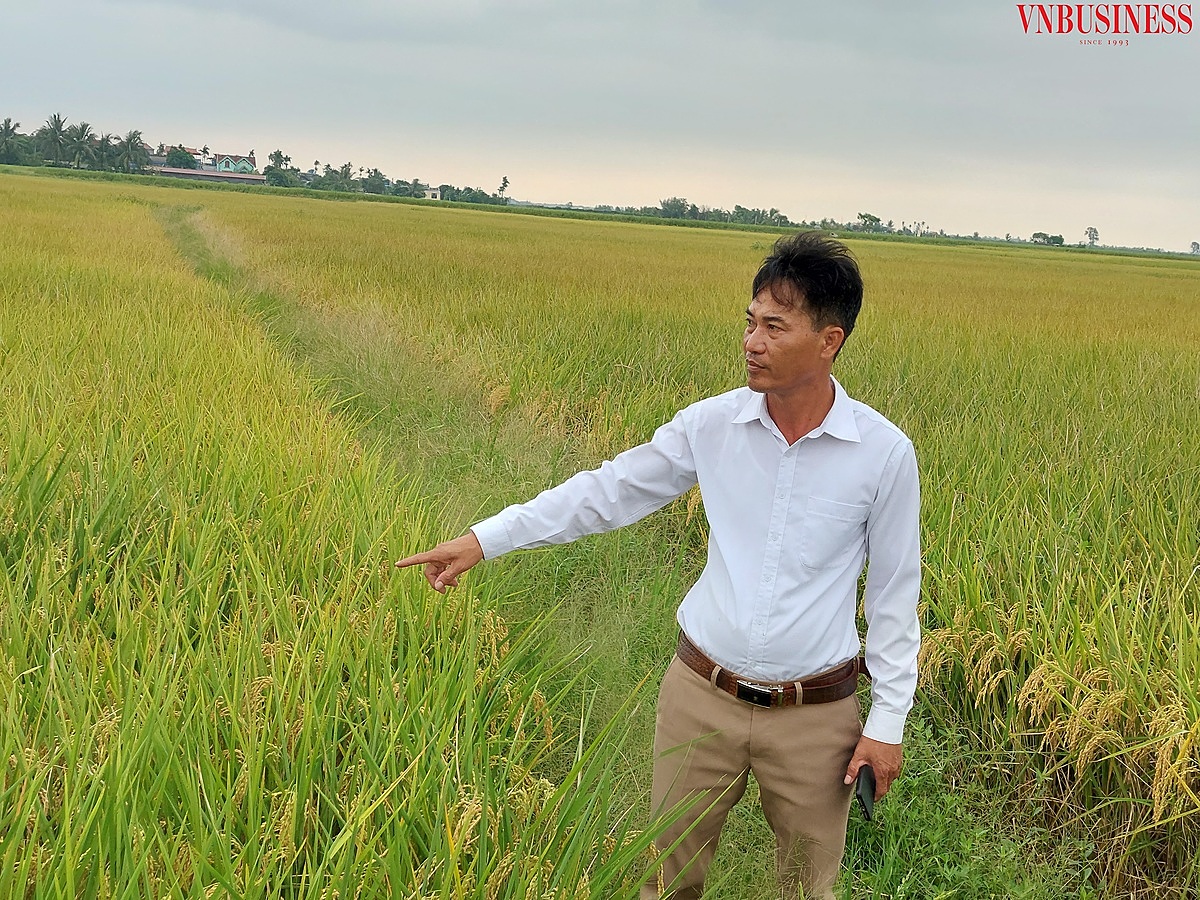 Anh Phạm Văn Ứng, cán bộ HTX dẫn phóng viên tới cánh đồng lúa J02 do HTX trực tiếp sản xuất. Năm nay, giá lúa thu mua tại bờ được giá, được mùa.