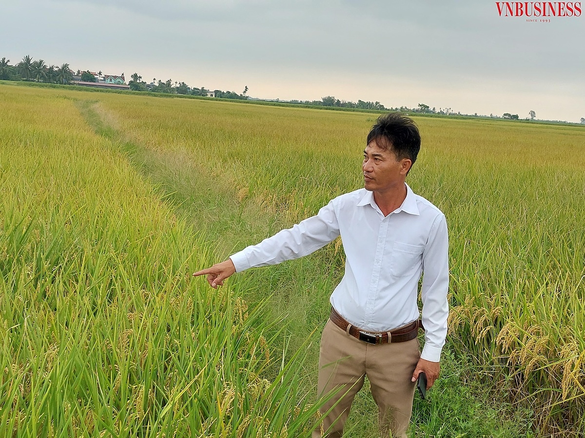 Anh Phạm Văn Ứng, cán bộ HTX dẫn phóng viên tới cánh đồng lúa J02 do HTX trực tiếp sản xuất. Năm nay, giá lúa thu mua tại bờ được giá, được mùa.